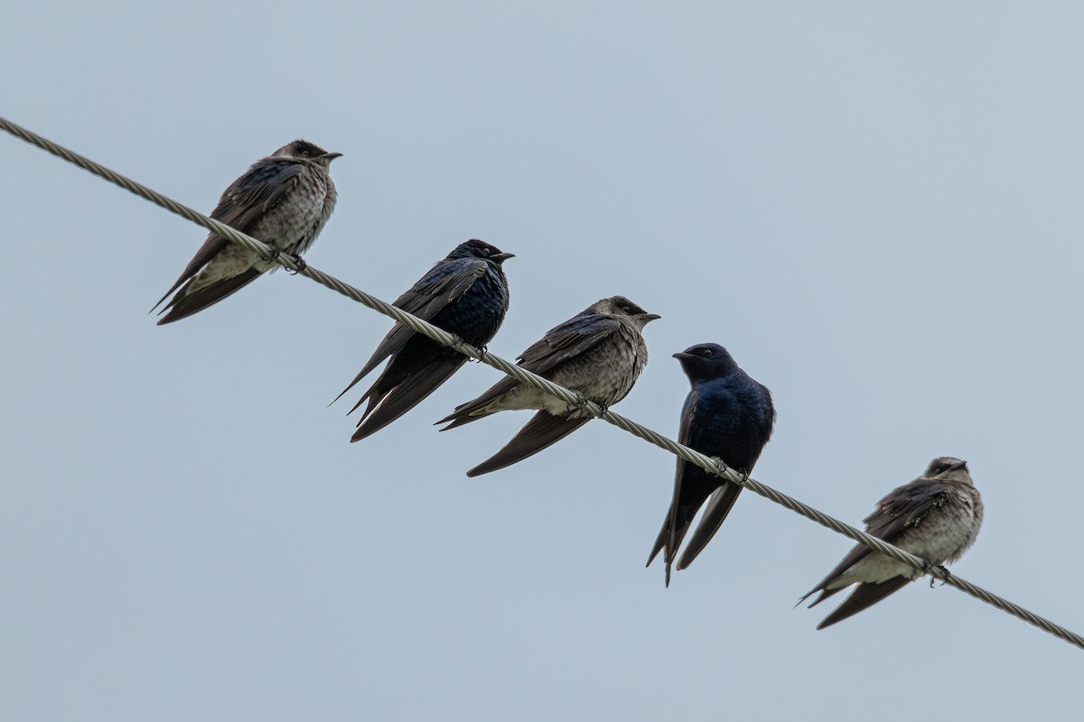 Purple Martin - ML620422117