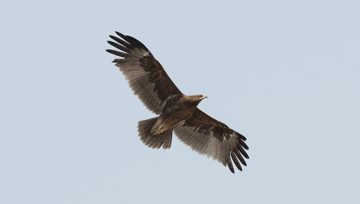 Indian Spotted Eagle - ML620422130