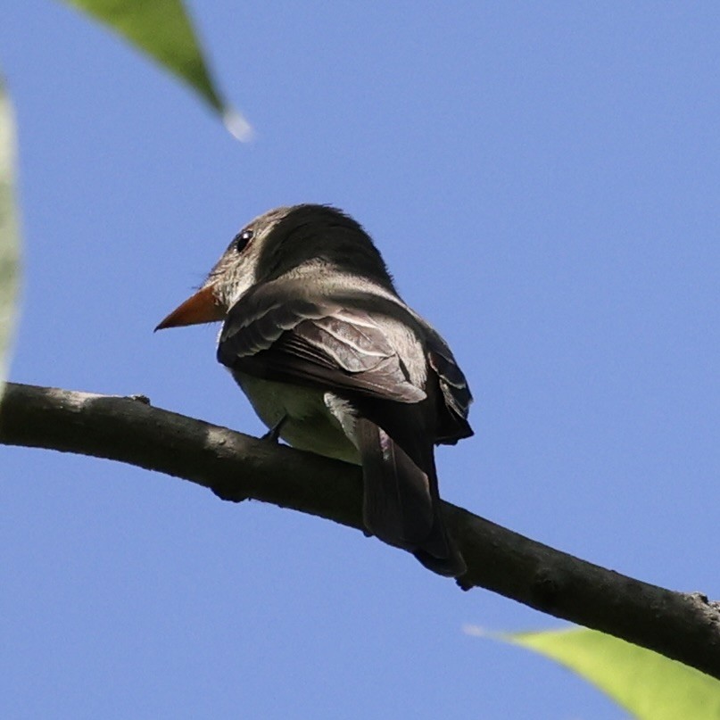 Eastern Wood-Pewee - Michael Burkhart