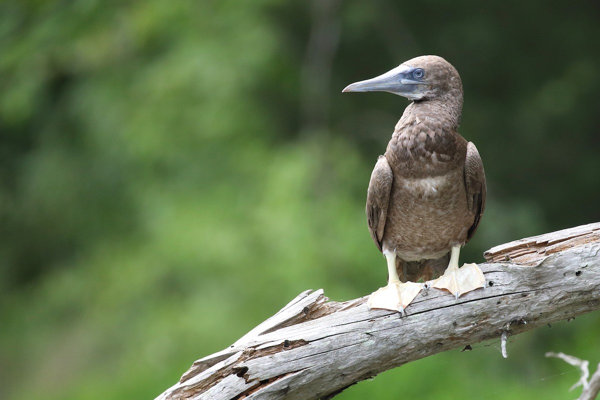 Brown Booby - ML620422139