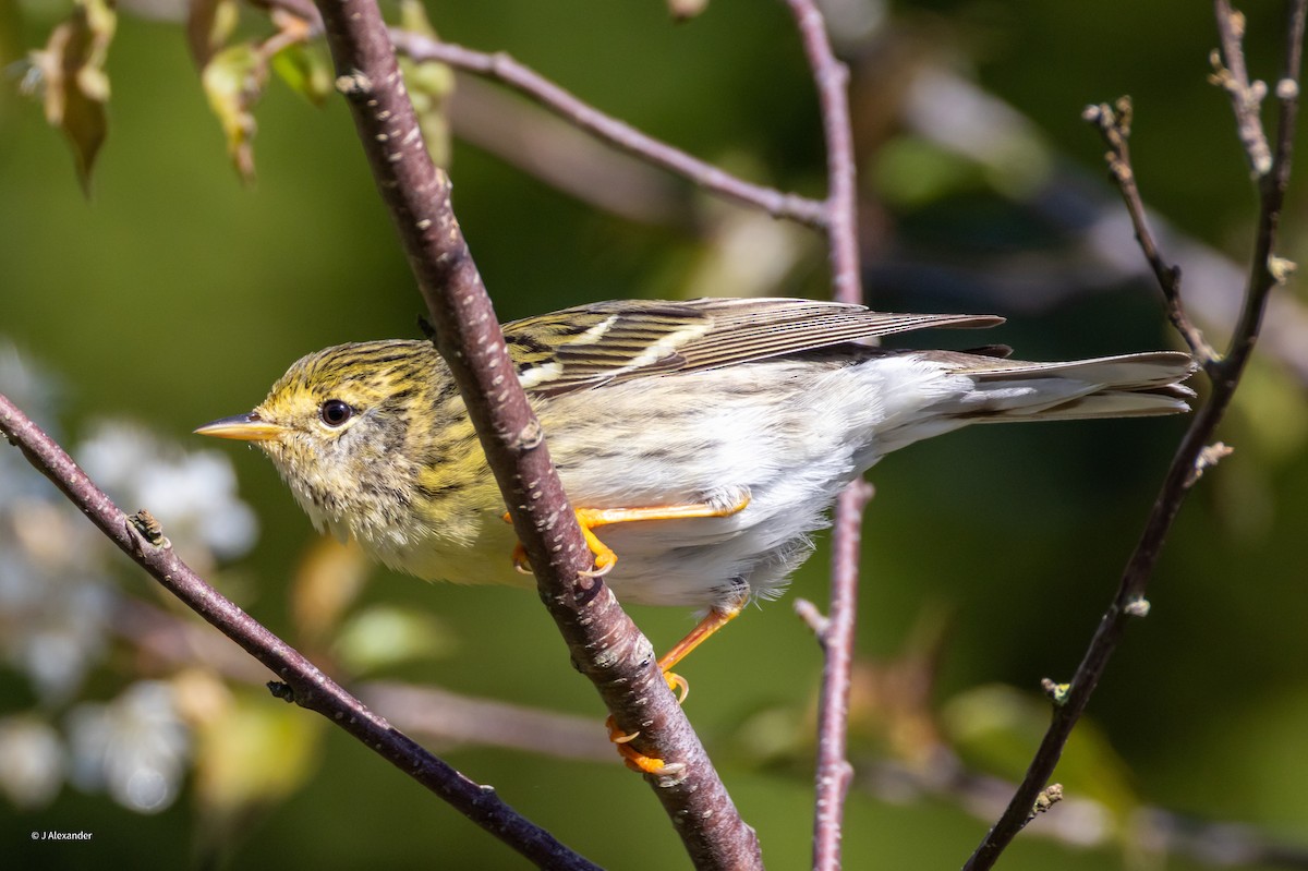 Paruline rayée - ML620422147