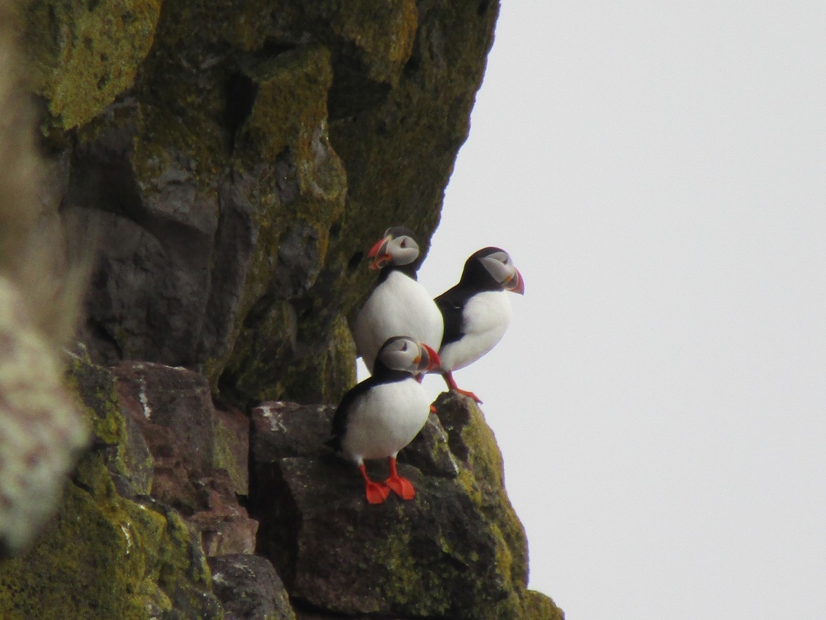 Atlantic Puffin - ML620422163