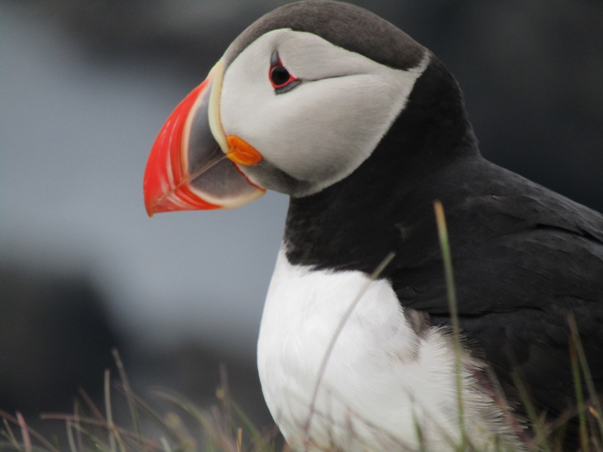 Atlantic Puffin - ML620422164