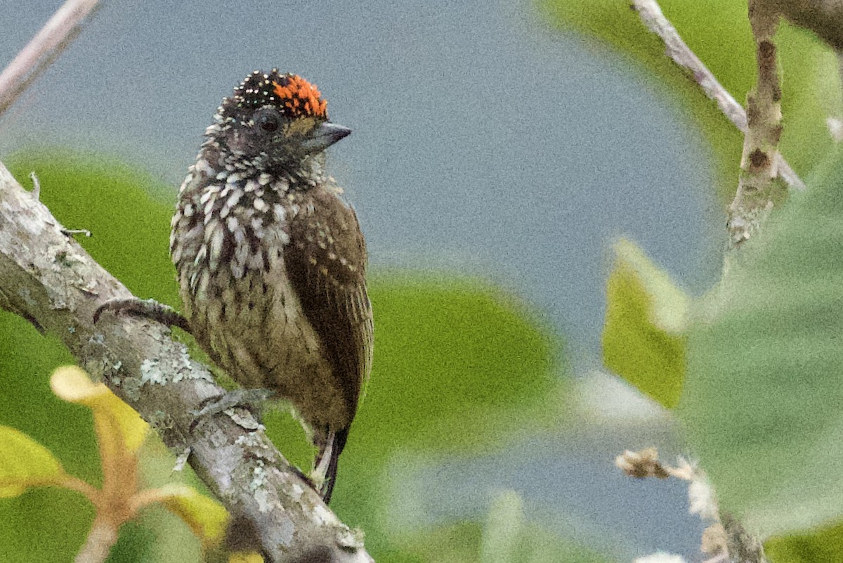 Ocellated Piculet - ML620422170