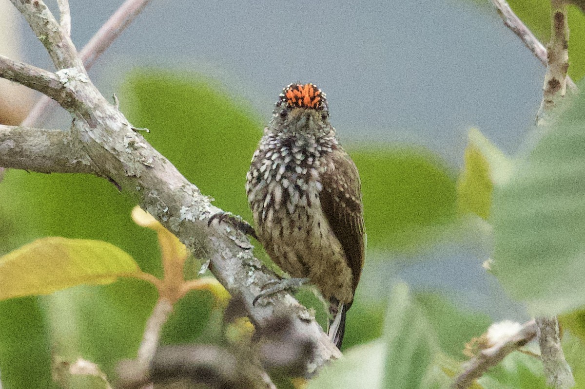 Ocellated Piculet - ML620422171