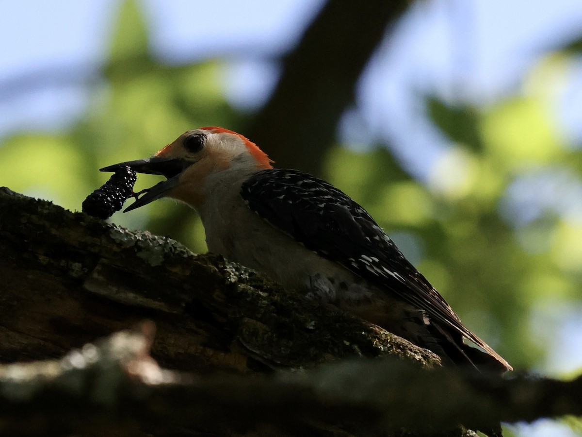 Red-bellied Woodpecker - ML620422172