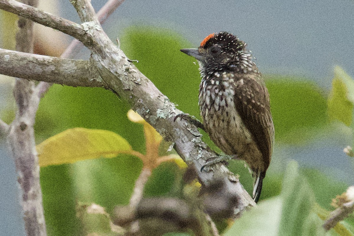 Ocellated Piculet - ML620422176