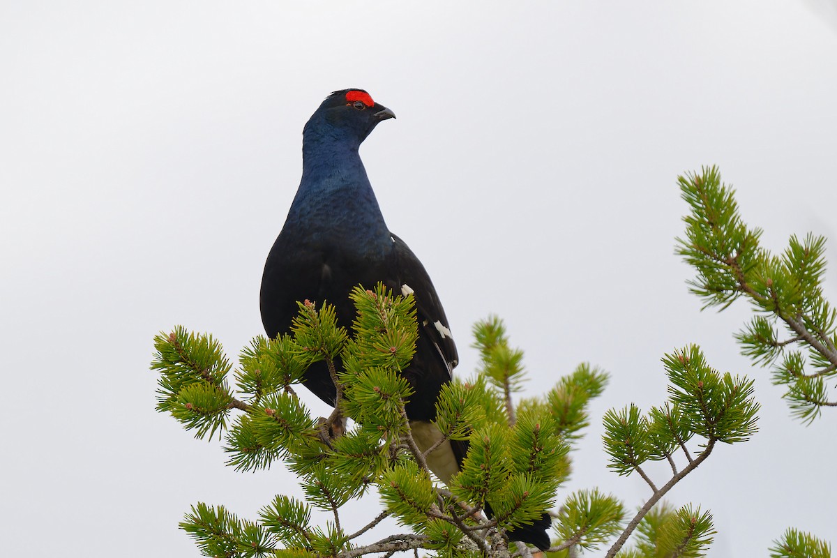 Black Grouse - ML620422178