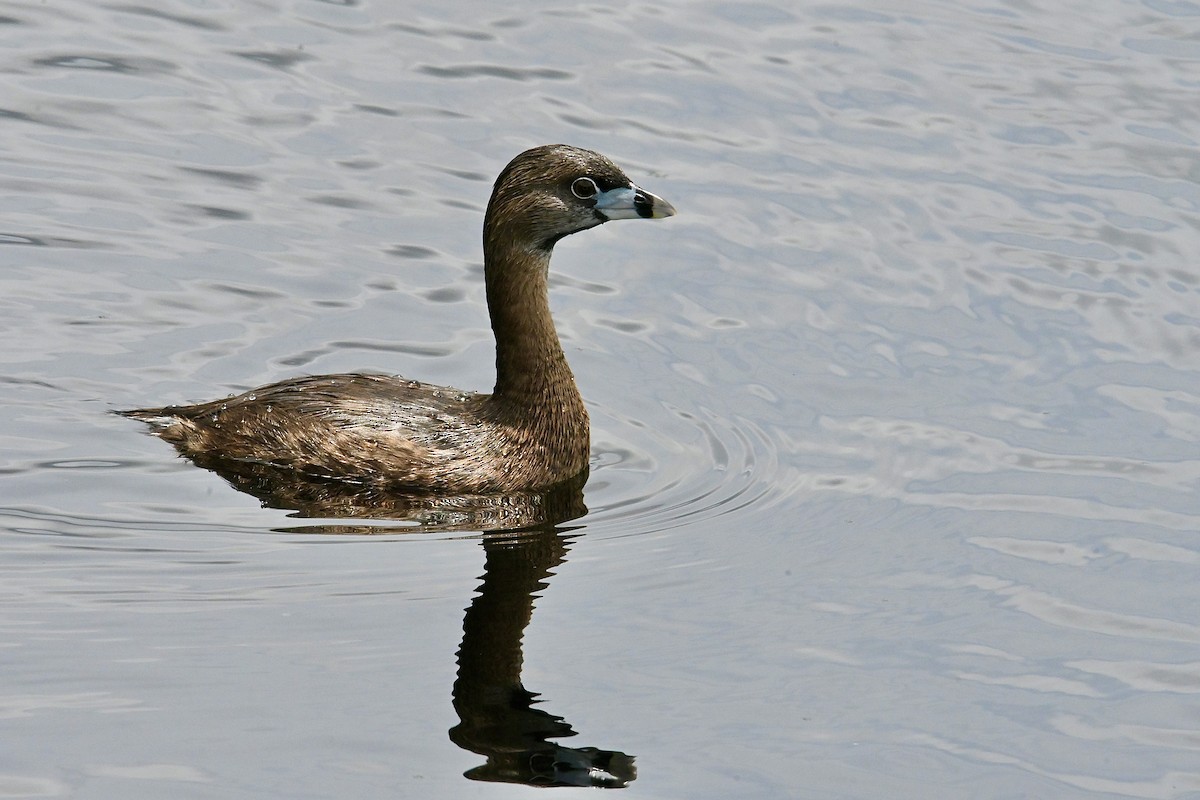 Pied-billed Grebe - Dong Qiu