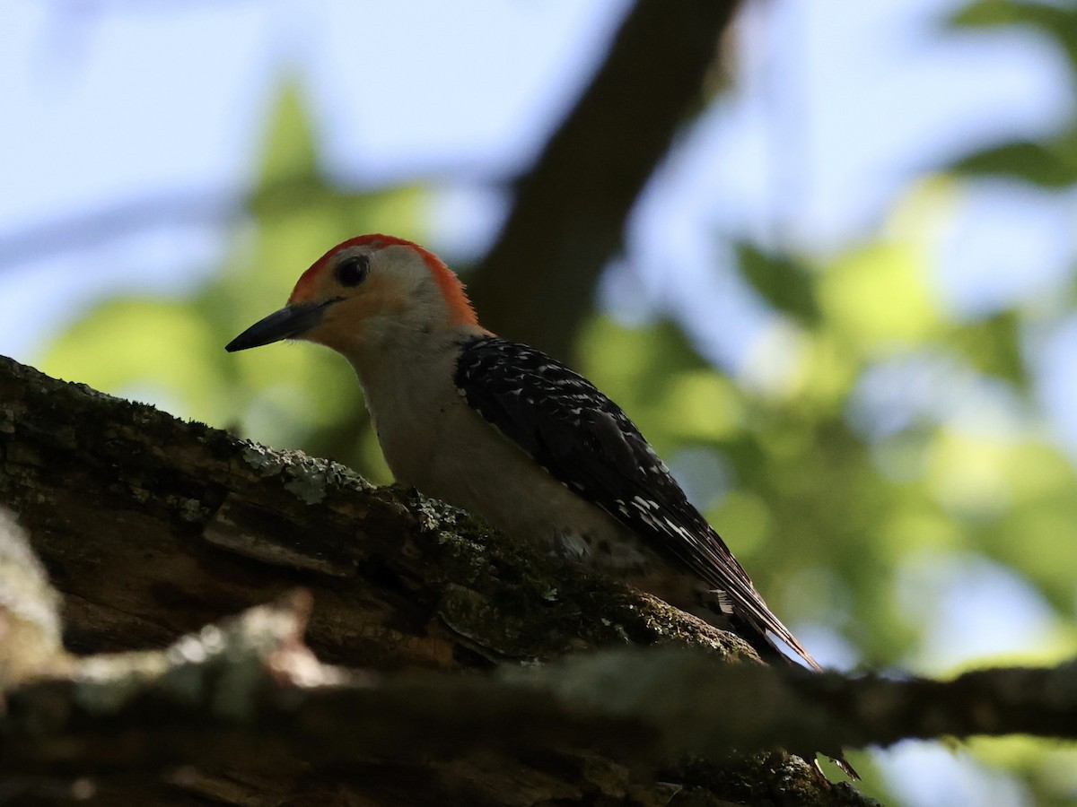Red-bellied Woodpecker - ML620422180