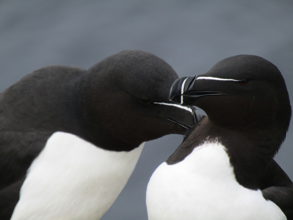 Razorbill - ML620422182