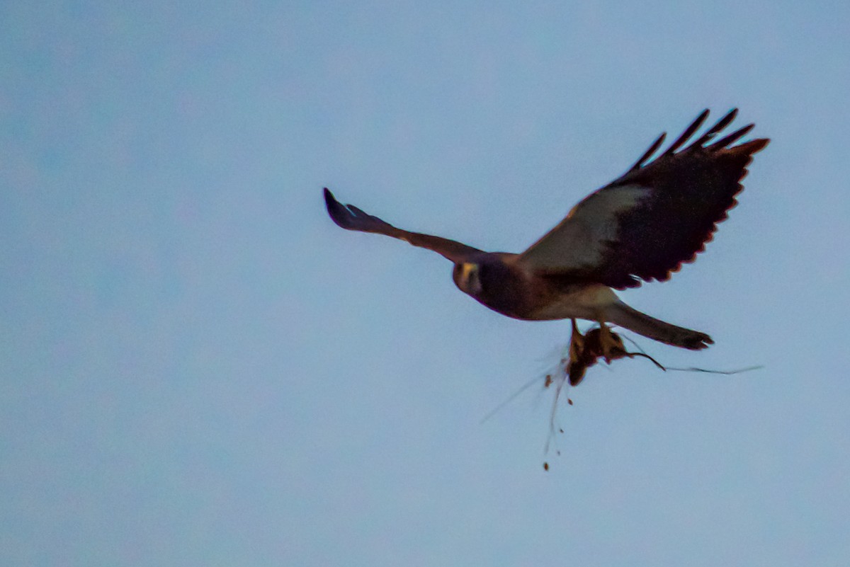 Swainson's Hawk - ML620422195