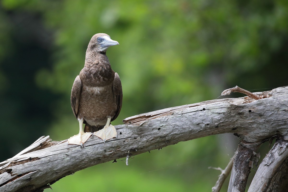 Brown Booby - ML620422207