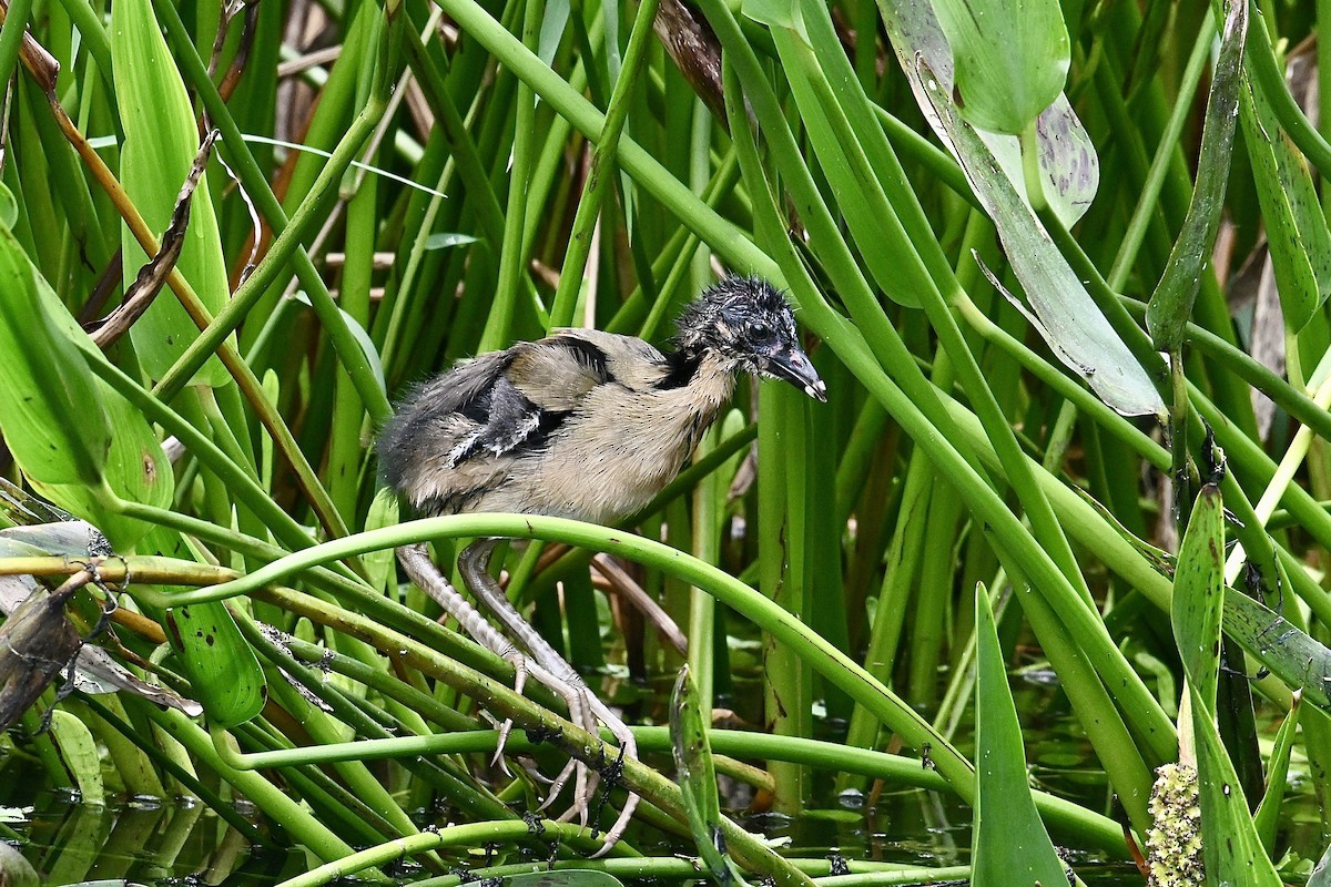 Purple Gallinule - ML620422215