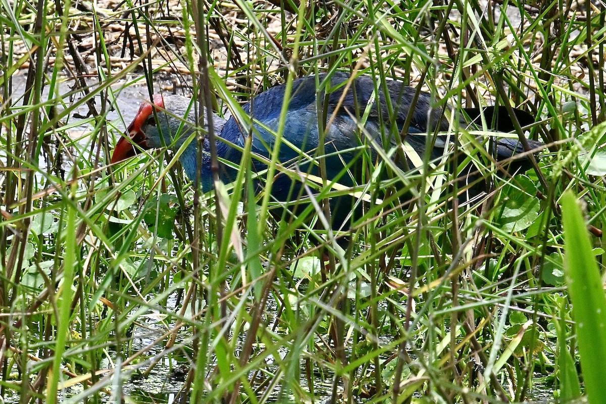 Gray-headed Swamphen - ML620422217