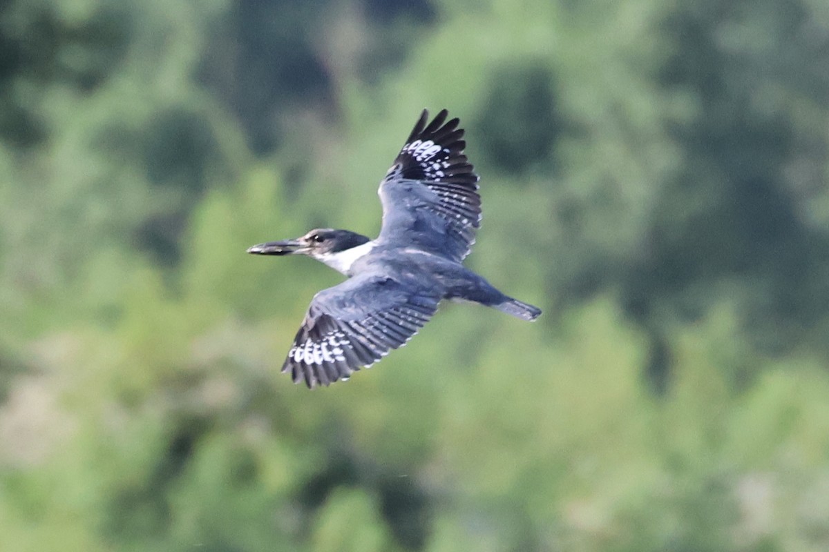 Belted Kingfisher - ML620422219