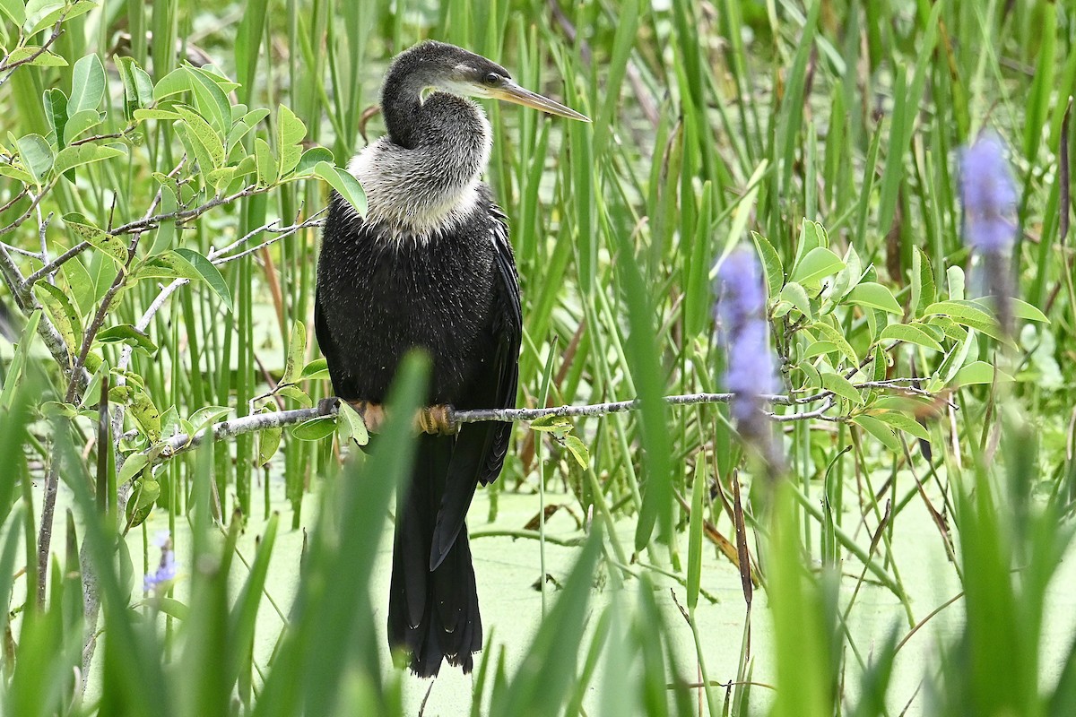 Amerika-Schlangenhalsvogel - ML620422226