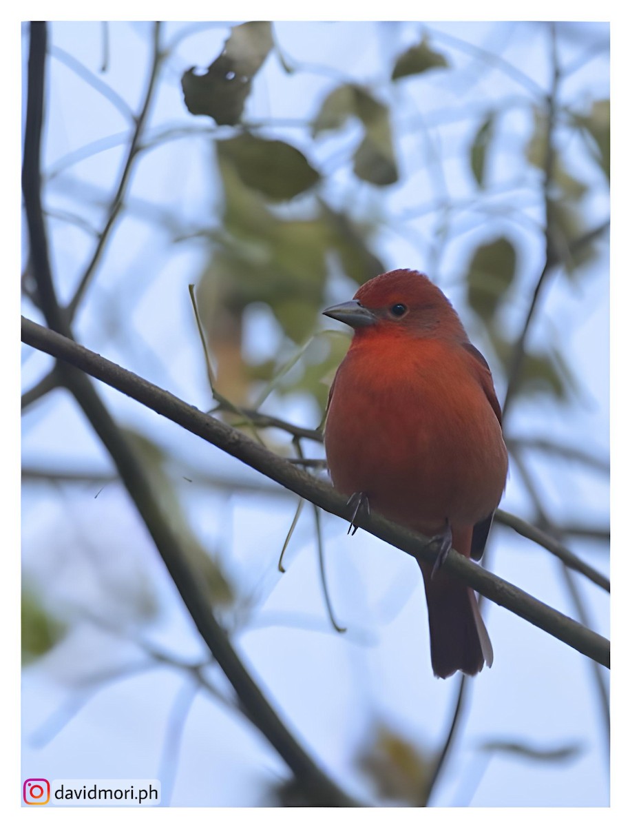 Hepatic Tanager - ML620422234