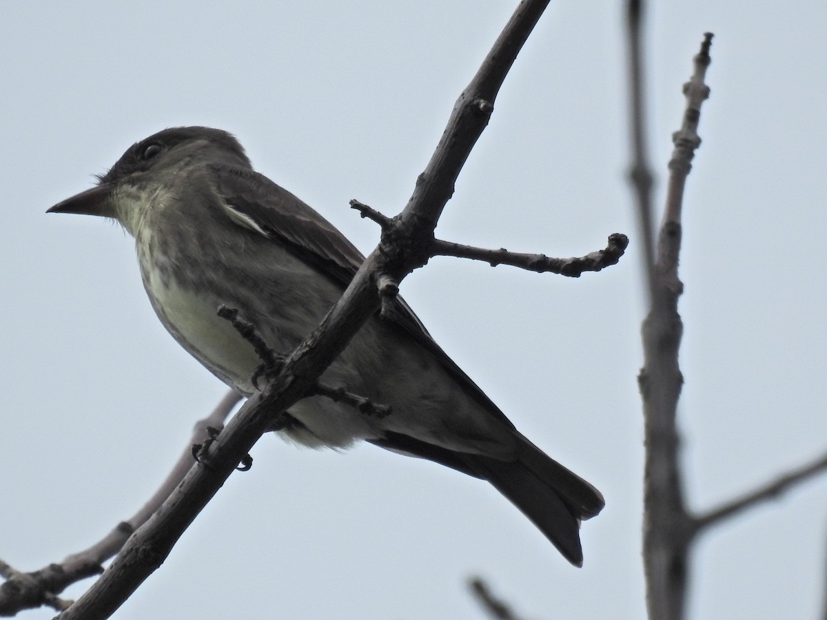 Olive-sided Flycatcher - ML620422248