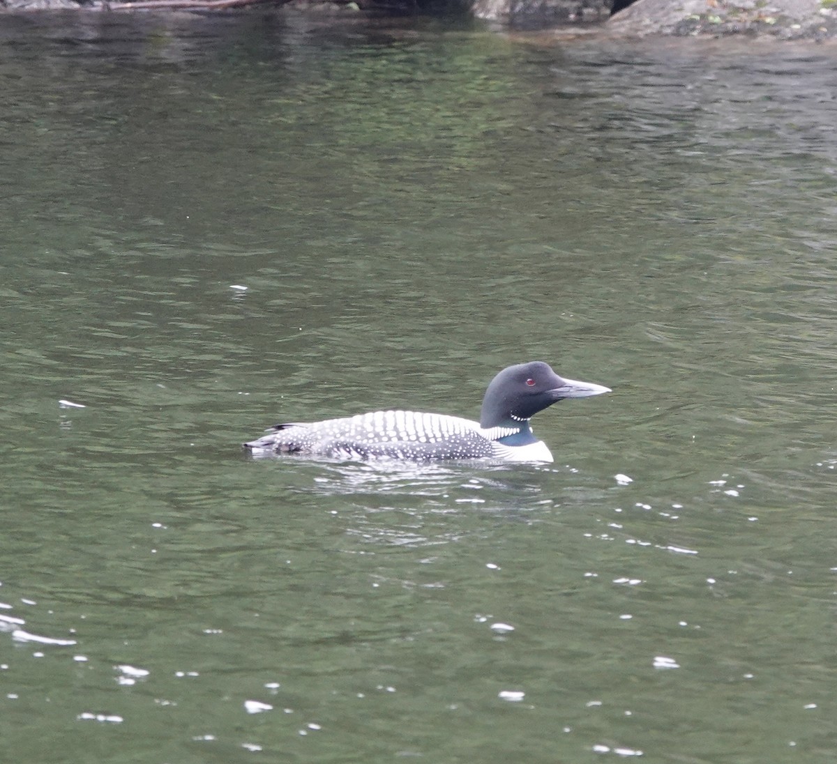 Common Loon - ML620422253