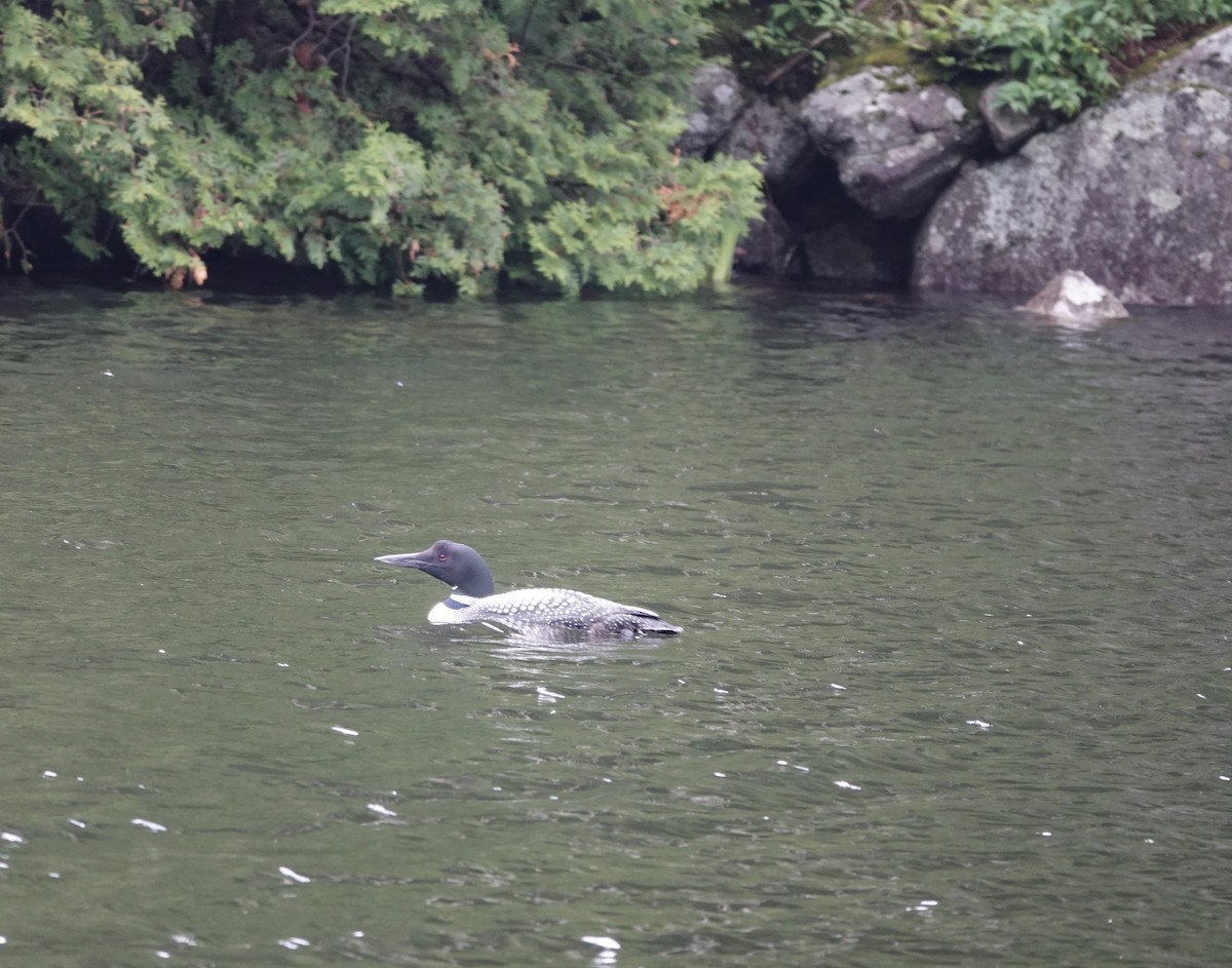 Common Loon - deidre asbjorn