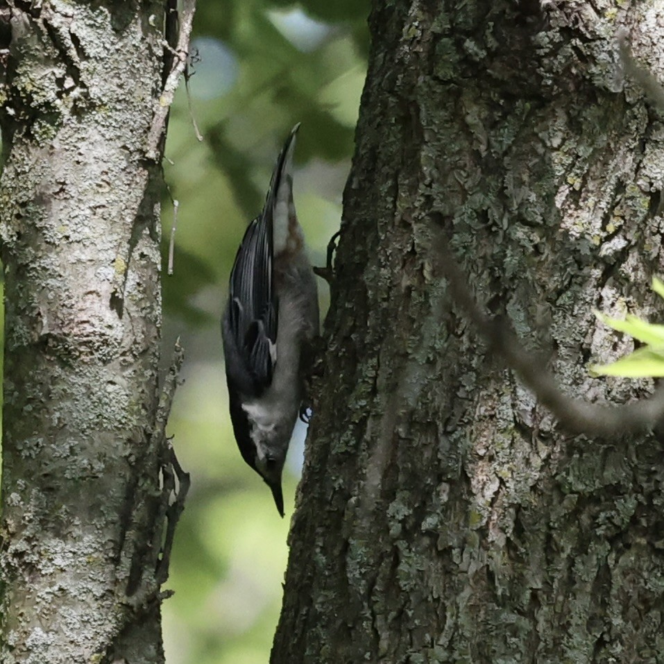 White-breasted Nuthatch - ML620422258