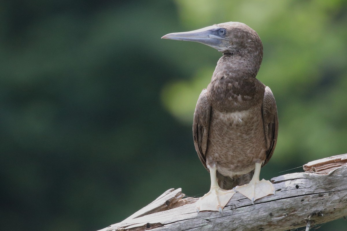 Brown Booby - ML620422259