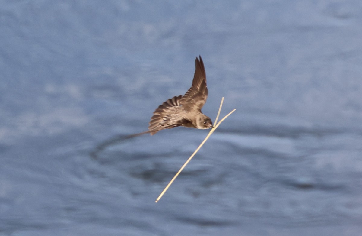 Northern Rough-winged Swallow - ML620422265