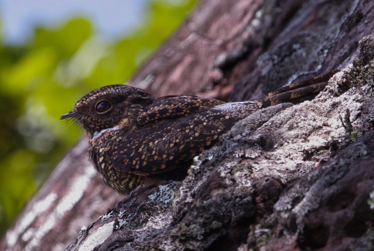 Blackish Nightjar - ML620422268