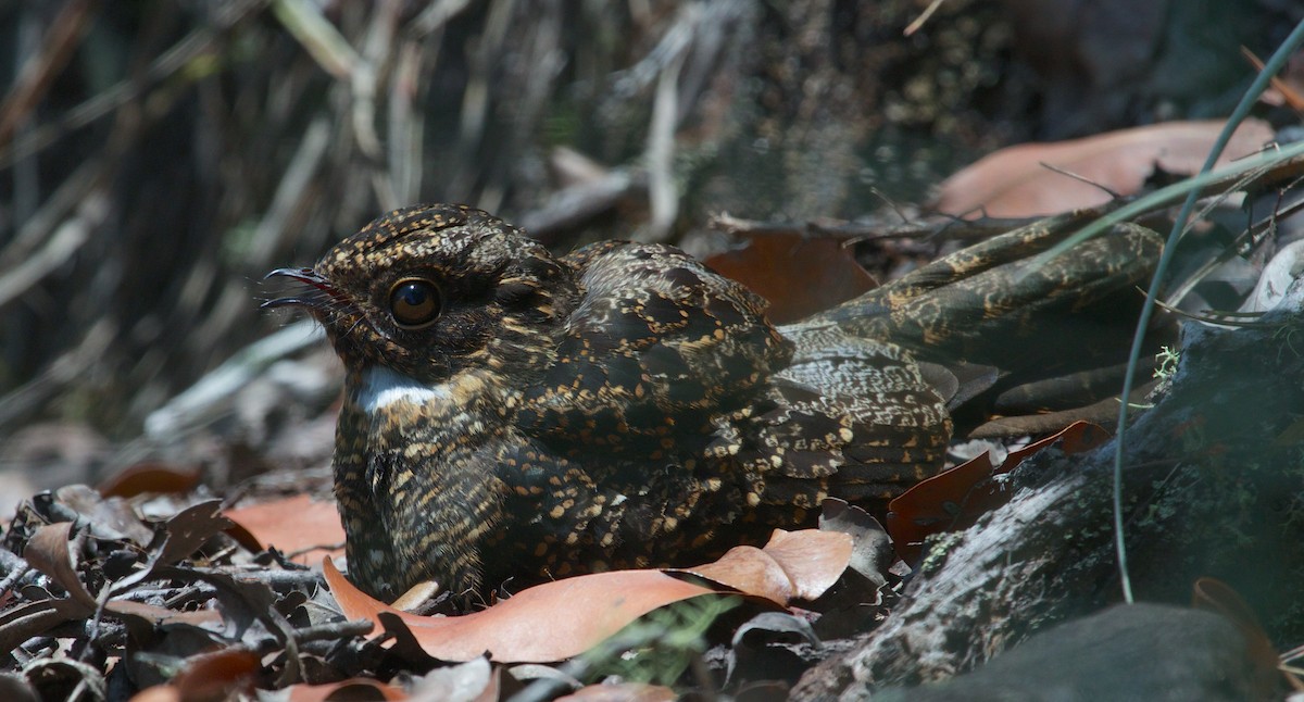 Blackish Nightjar - ML620422271