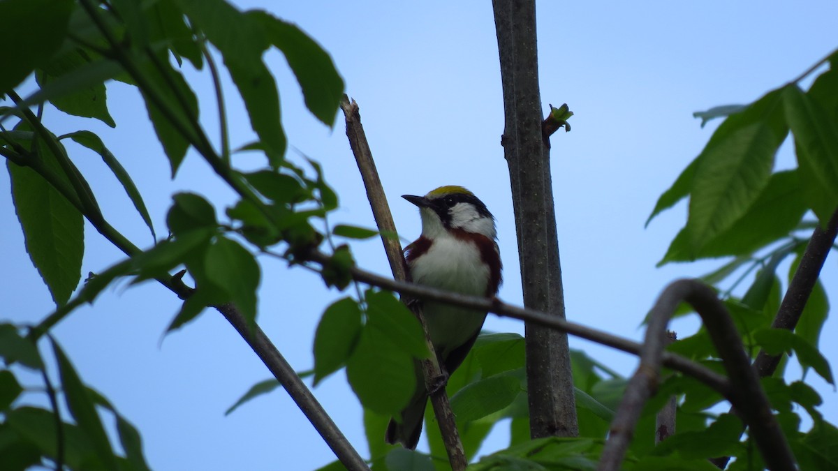 Chestnut-sided Warbler - ML620422275