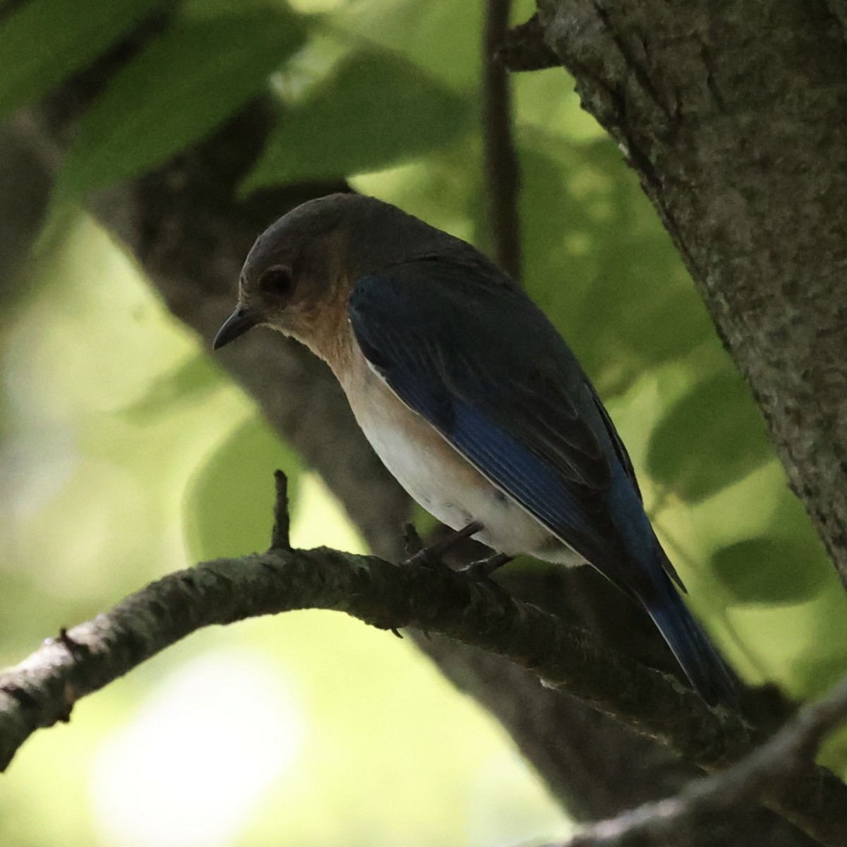 Eastern Bluebird - ML620422278