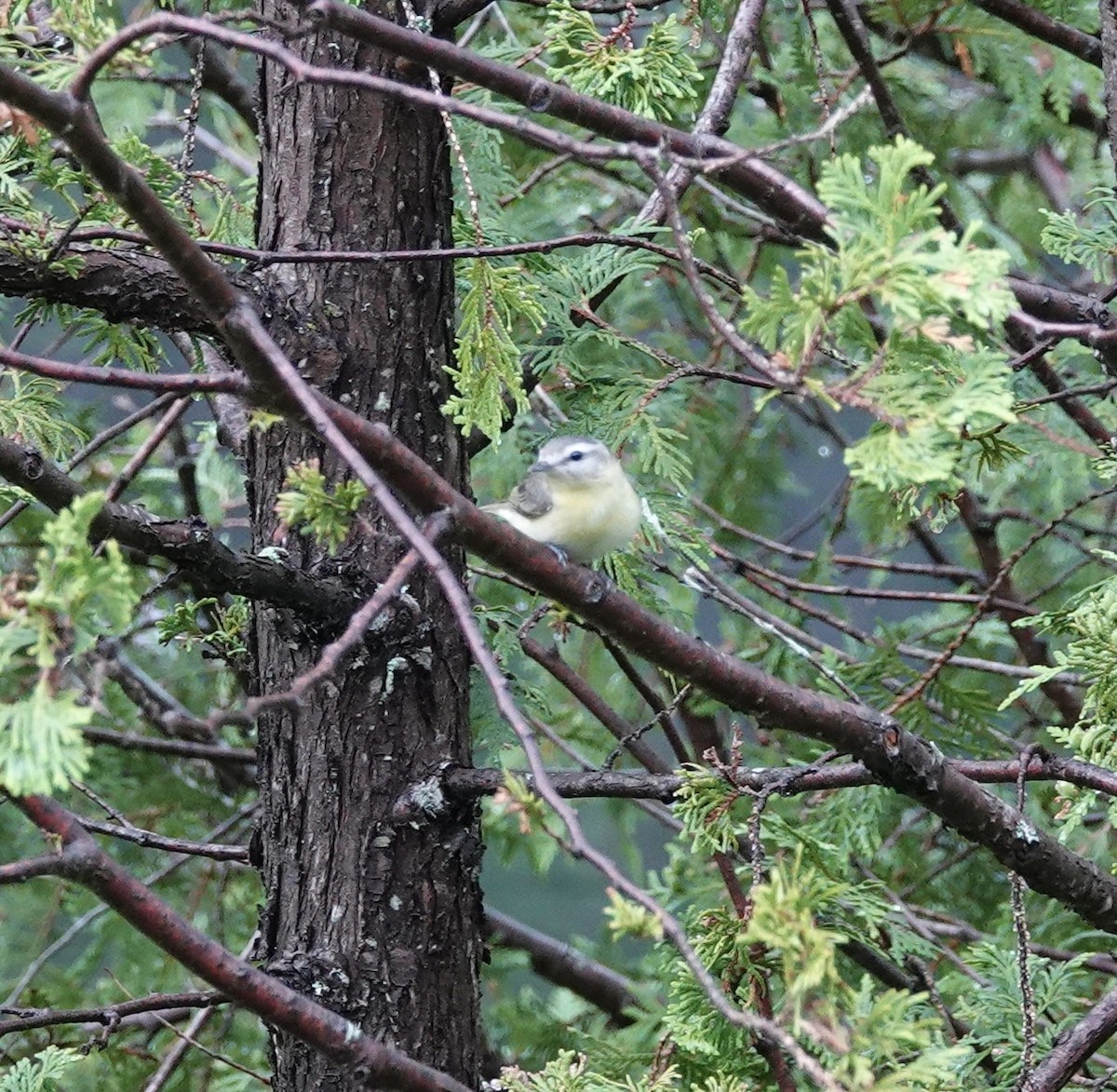 Philadelphia Vireo - ML620422283