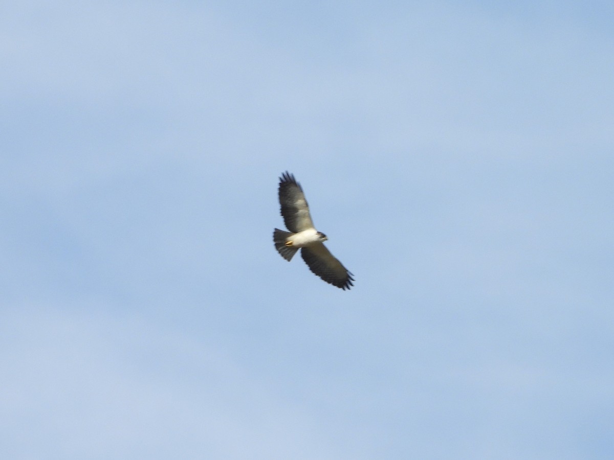 Short-tailed Hawk - ML620422299