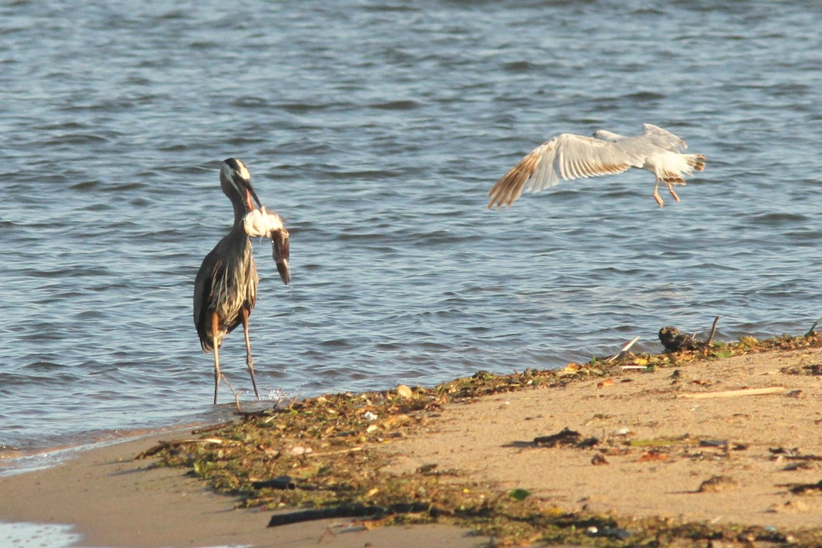 Great Blue Heron - ML620422304