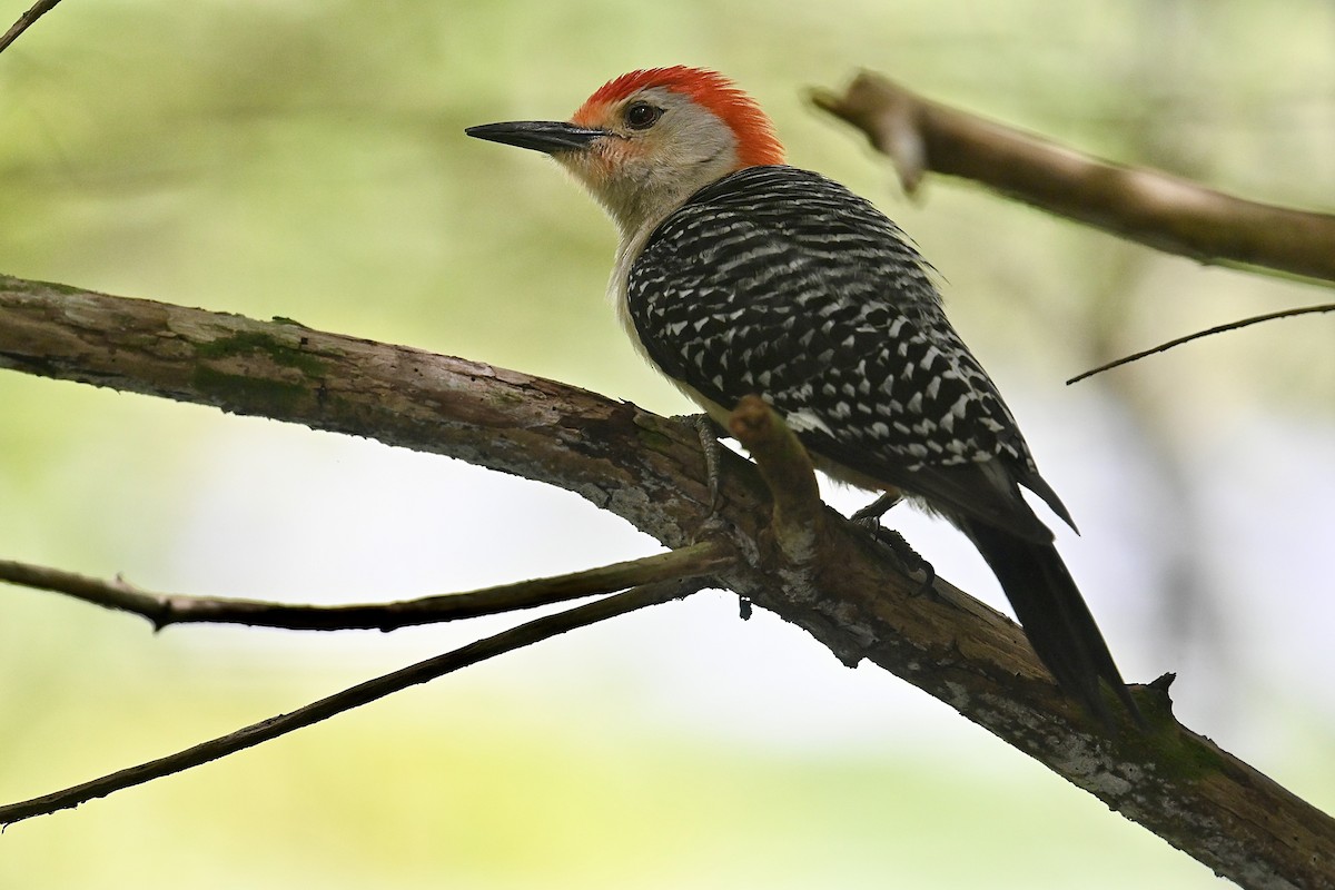 Red-bellied Woodpecker - ML620422306