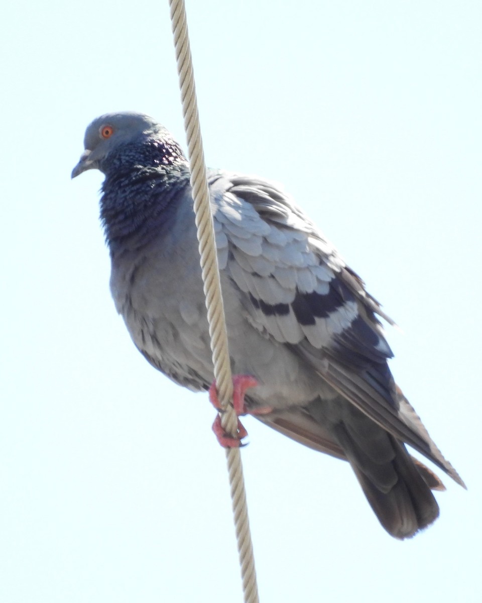 Rock Pigeon (Feral Pigeon) - ML620422307