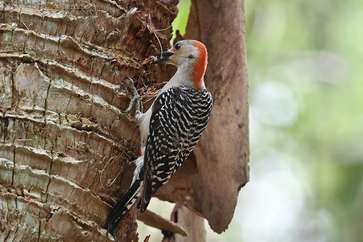 Red-bellied Woodpecker - ML620422308