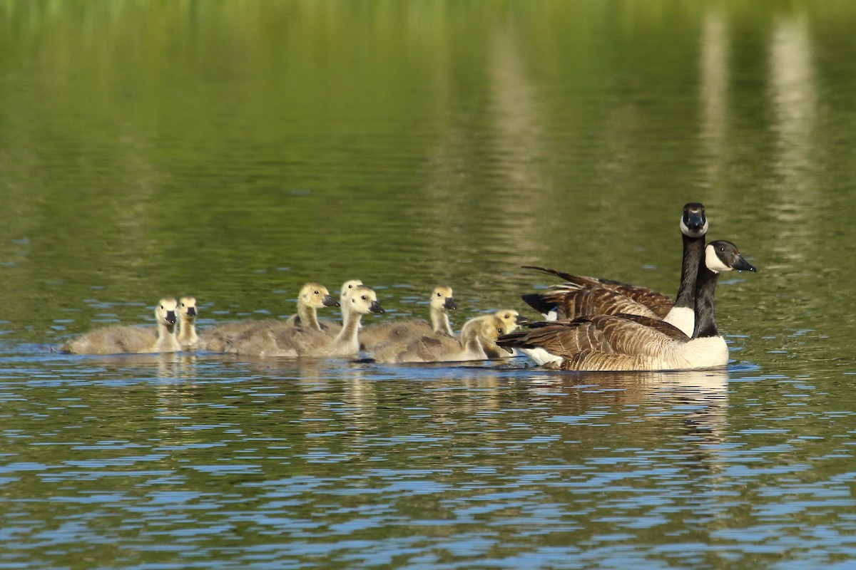 Canada Goose - ML620422311