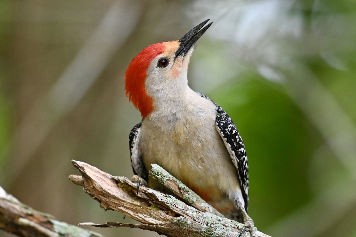 Red-bellied Woodpecker - ML620422312