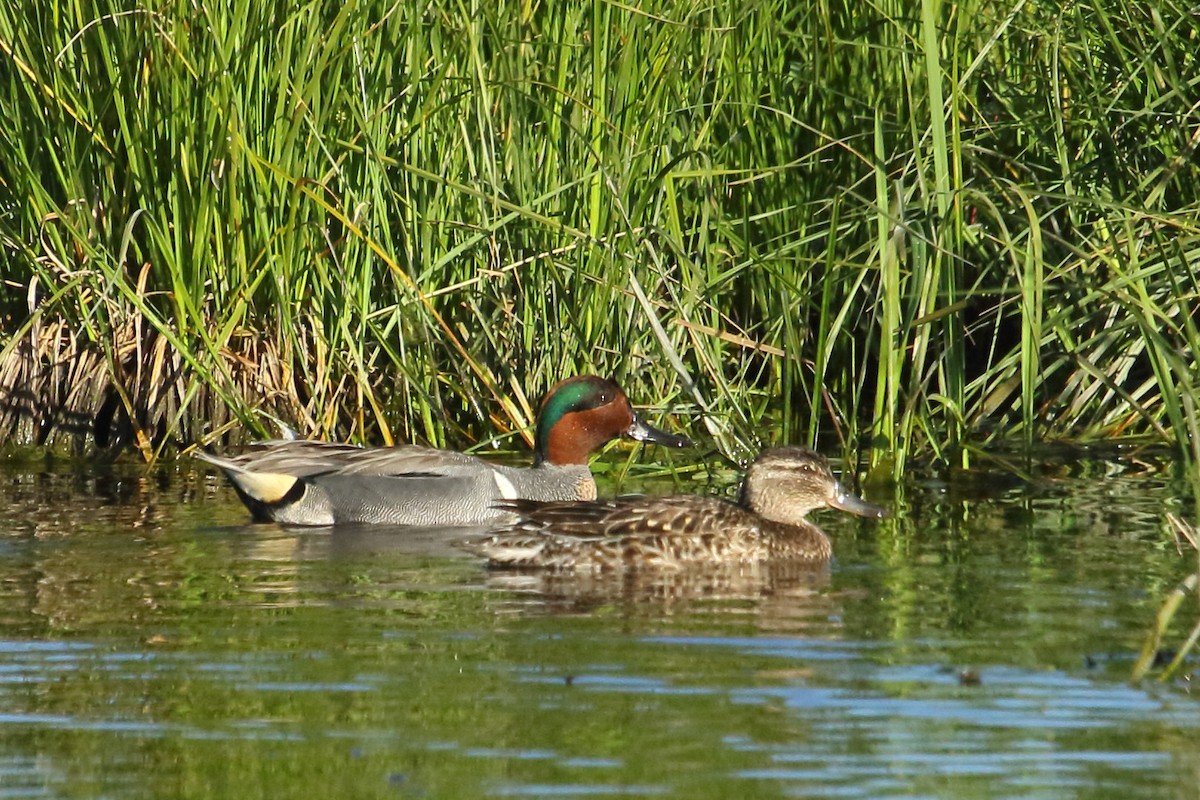 Green-winged Teal - ML620422316