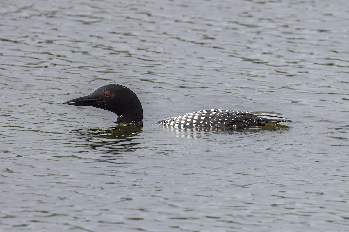 Common Loon - ML620422328