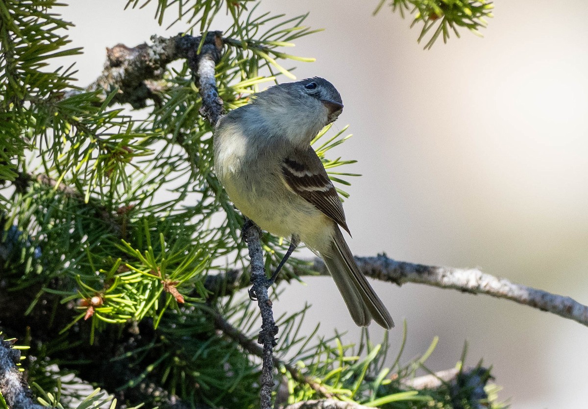 Hammond's Flycatcher - ML620422348