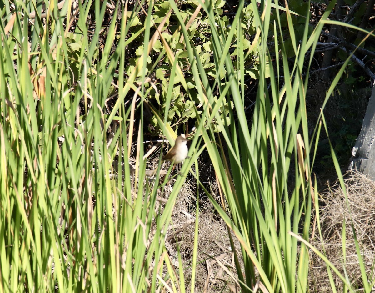 Common Reed Warbler - ML620422360