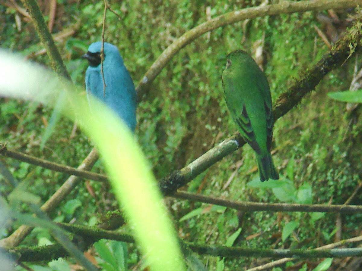 Tangara Golondrina - ML620422367