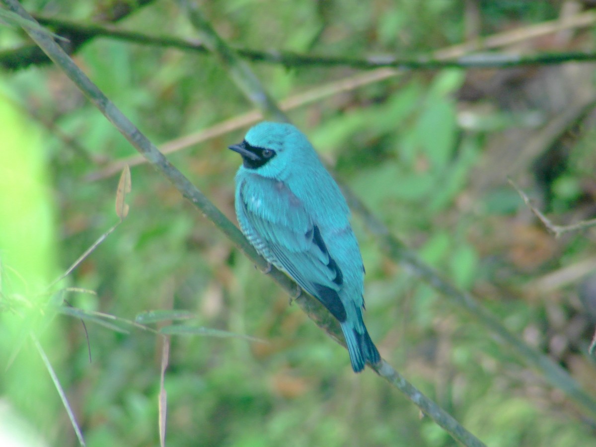 Swallow Tanager - ML620422369