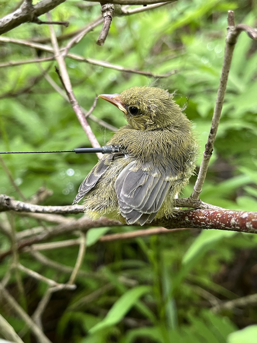 Blue-winged Warbler - ML620422386