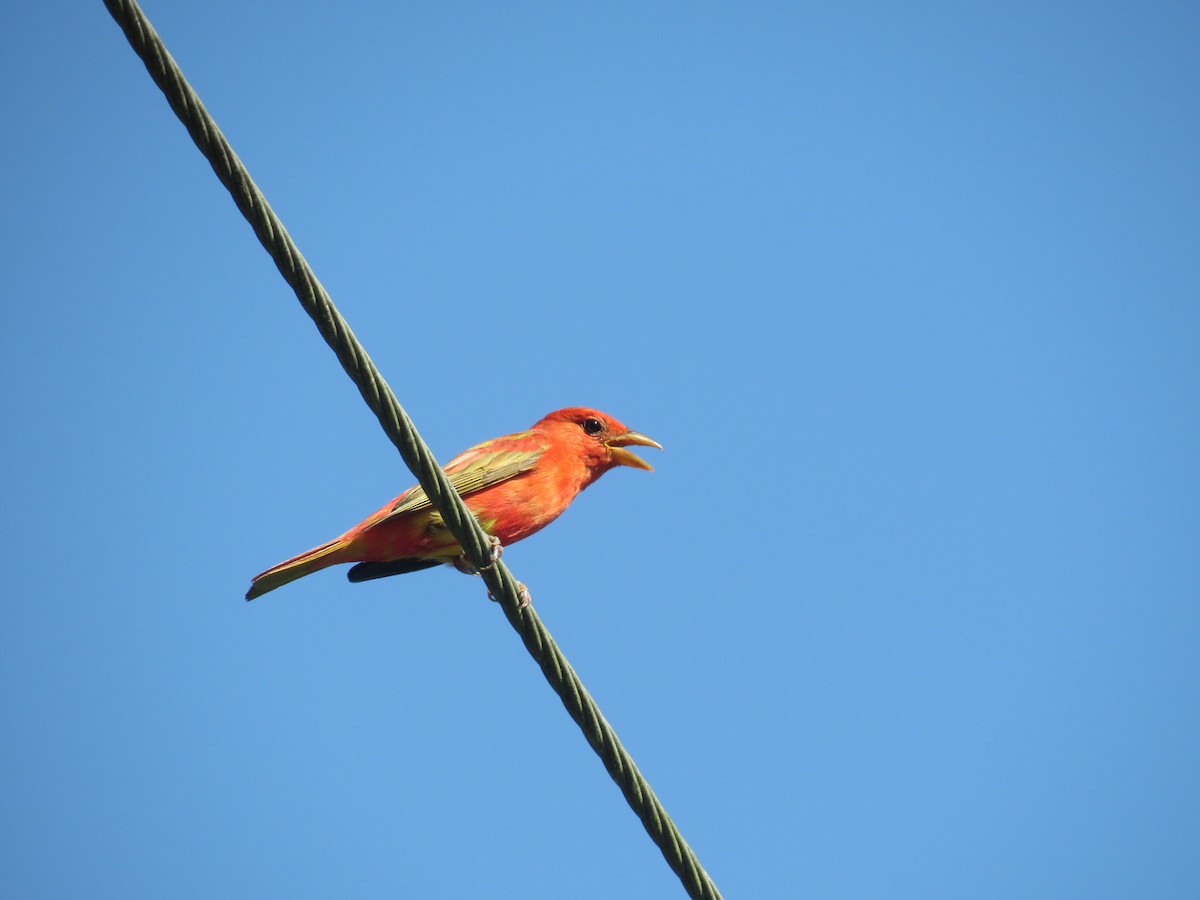 Summer Tanager - ML620422387