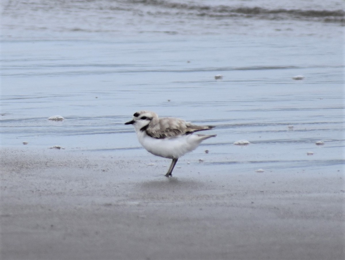 Snowy Plover - ML620422400