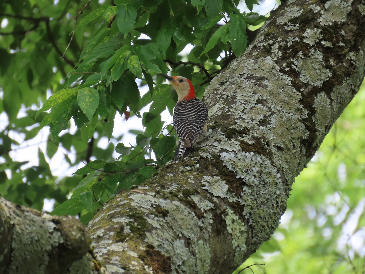 Red-bellied Woodpecker - ML620422411